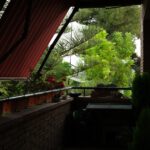 Rośliny cebulowe na balkonie – jak stworzyć tarasowe ogrody pełne kolorów