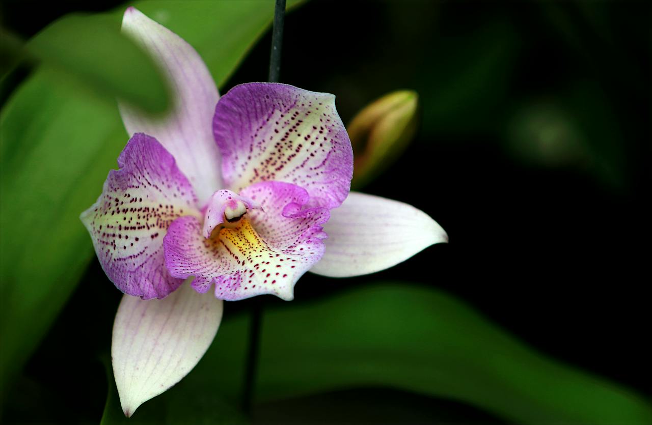 Na tym obrazku widoczna jest piękna Orchidea Wenus, symbol piękna i delikatności