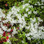 Rośliny Ozdobne do Ogrodu Wieloletnie – Twój Przewodnik po Krzewach Kwitnących