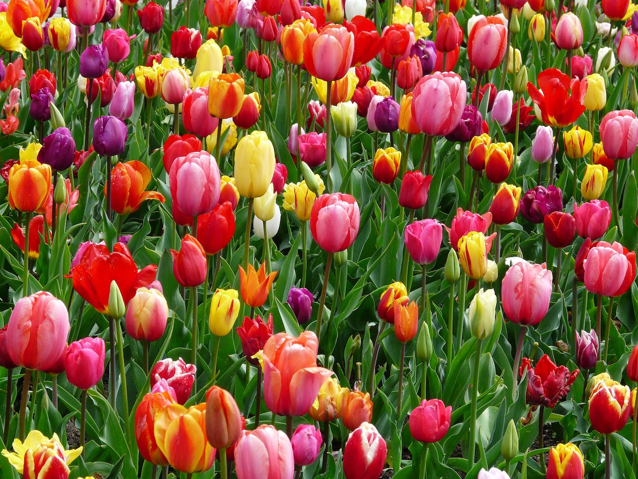 Na tym obrazku widać piękne tulipany, które rozkwitają w pełnym kolorze