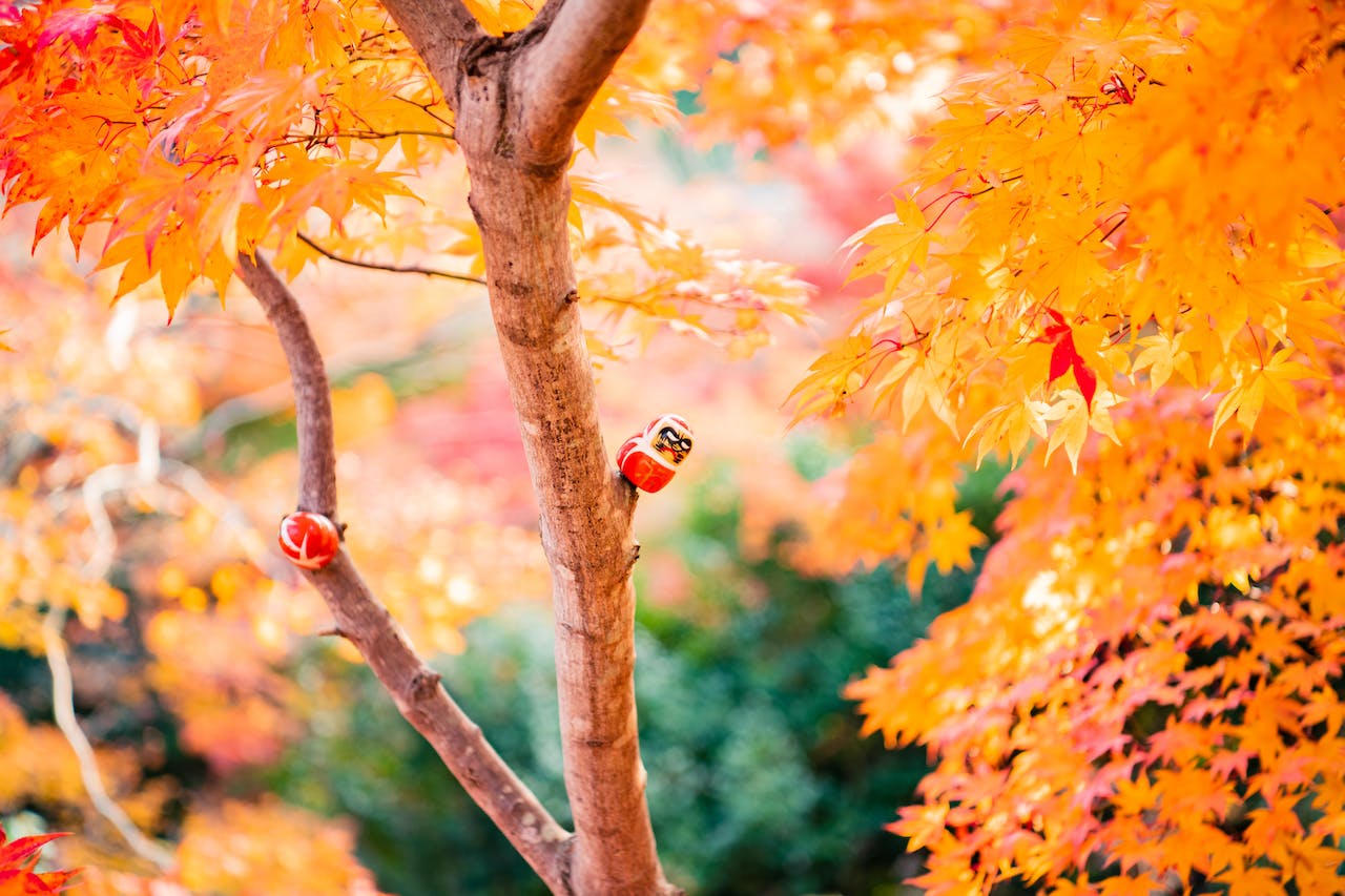 Na tym obrazku widoczny jest urokliwy japoński ogród, emanujący spokojem i harmonią